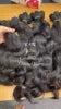 Raw Unprocessed Cambodian Hair Natural Wave Vietnamese Human Hair Bundles Burmese Curly Body Wave High Quality Hair Products